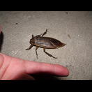 Es gibt große Insekten